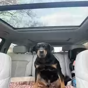 lost male dog astro