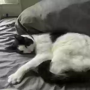 lost female cat sugar