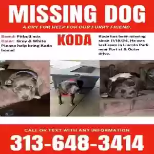 lost male dog koda