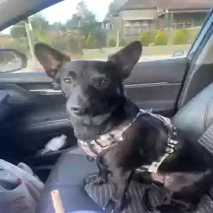 lost male dog luke