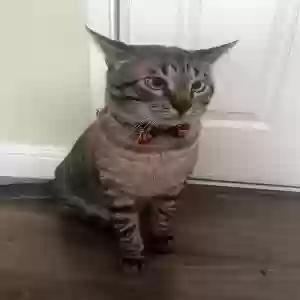 lost male cat riley