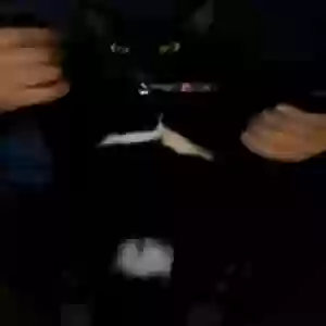 lost female cat stella