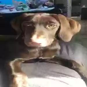 lost female dog lady