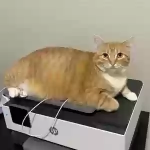 lost female cat josie roman