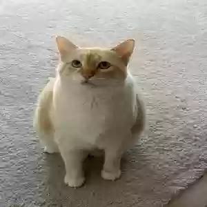 lost male cat oliver roman