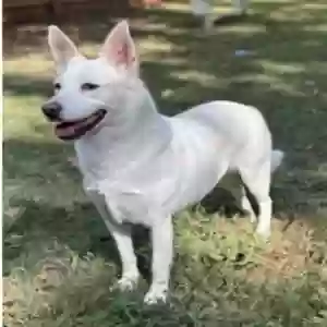 lost female dog ears/sugar