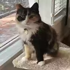 lost female cat alice