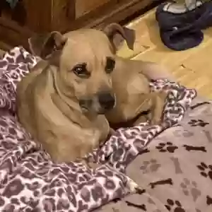lost male dog unknown