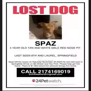 lost male dog spaz