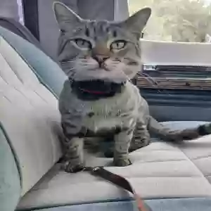 lost male cat fettuccine