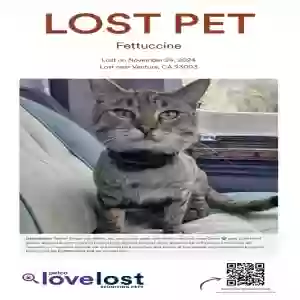 lost male cat fettuccine