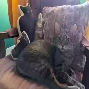 lost male cat moose