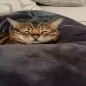 lost male cat sphinx