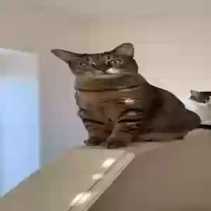 lost female cat puka