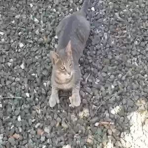 lost male cat smoky