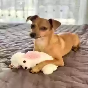 lost male dog yoji