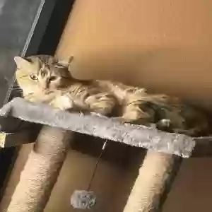 lost female cat magnolia/maggie