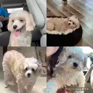 lost female dog unknown