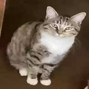 lost female cat suzy q