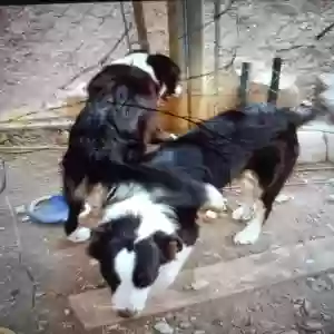 lost female dog mellow