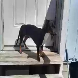lost male dog turbo