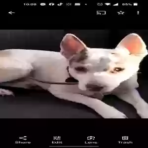 lost male dog spazz
