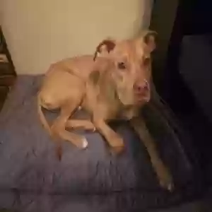 found male dog unknown