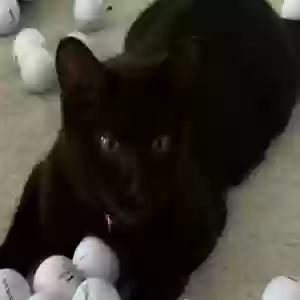 lost male cat lucky