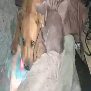lost male dog rocket