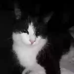 lost male cat highway