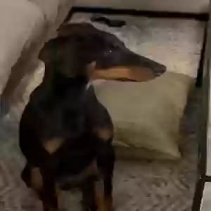 found female dog unknown