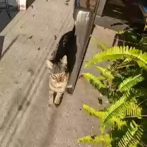 found unknown cat found pet