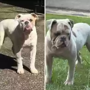 lost male dog fatboy zaza