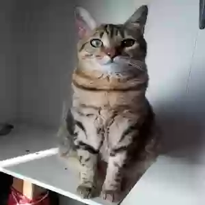 lost male cat loki