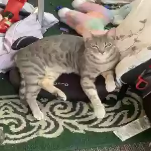 lost male cat garp