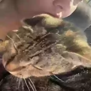 lost female cat sissy