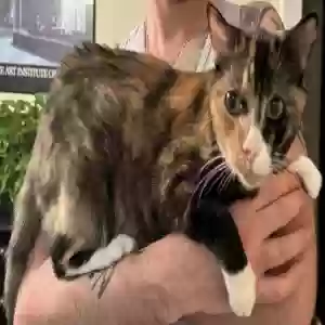 lost female cat swissy