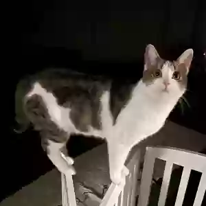 lost female cat anne