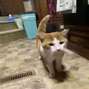 found male cat unknown