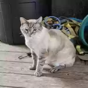 lost male cat cy