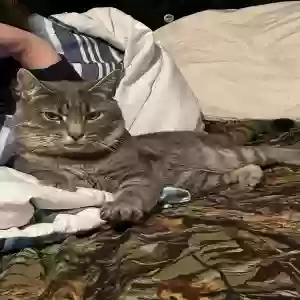 lost male cat unknown