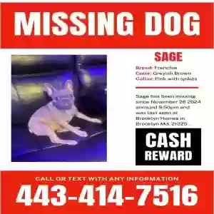 lost female dog sage