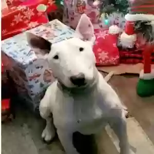 lost female dog gemma