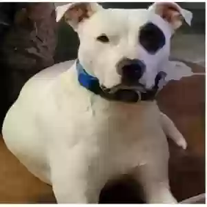 lost male dog jack