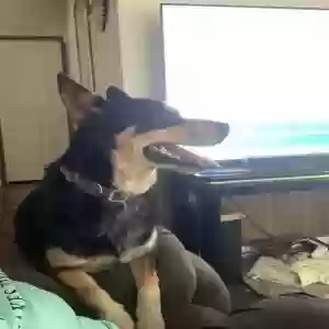 lost male dog rocket