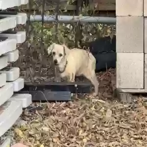 lost female dog daisy
