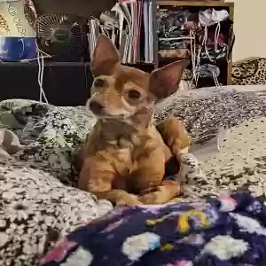 lost female dog foxi