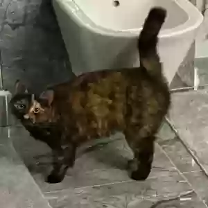 lost female cat kuna