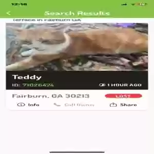 lost male cat teddy