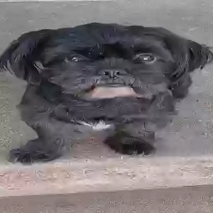 lost male dog gizmo
